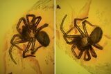 Fossil Spider (Aranea) In Baltic Amber #72210-1